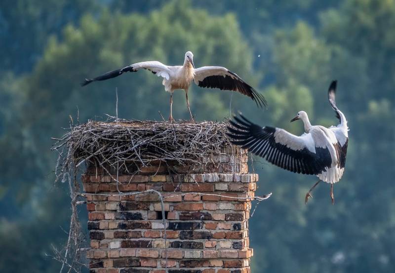Expert Chimney Animal Removal in Chelmsford, MA Professional Chimney Animal Removal Services in Chelmsford, Massachusetts