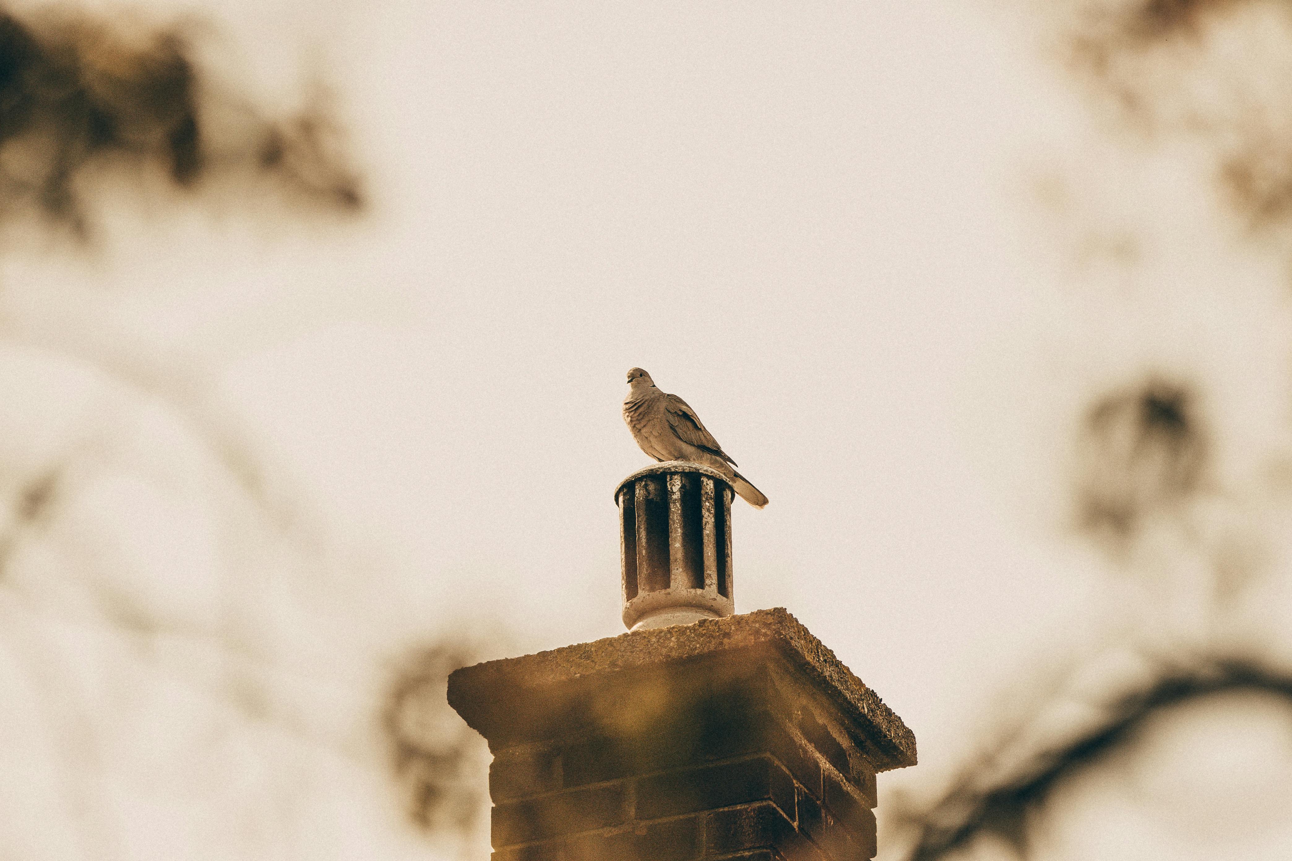 Professional Chimney Cap and Damper In Chelmsford Massachusetts